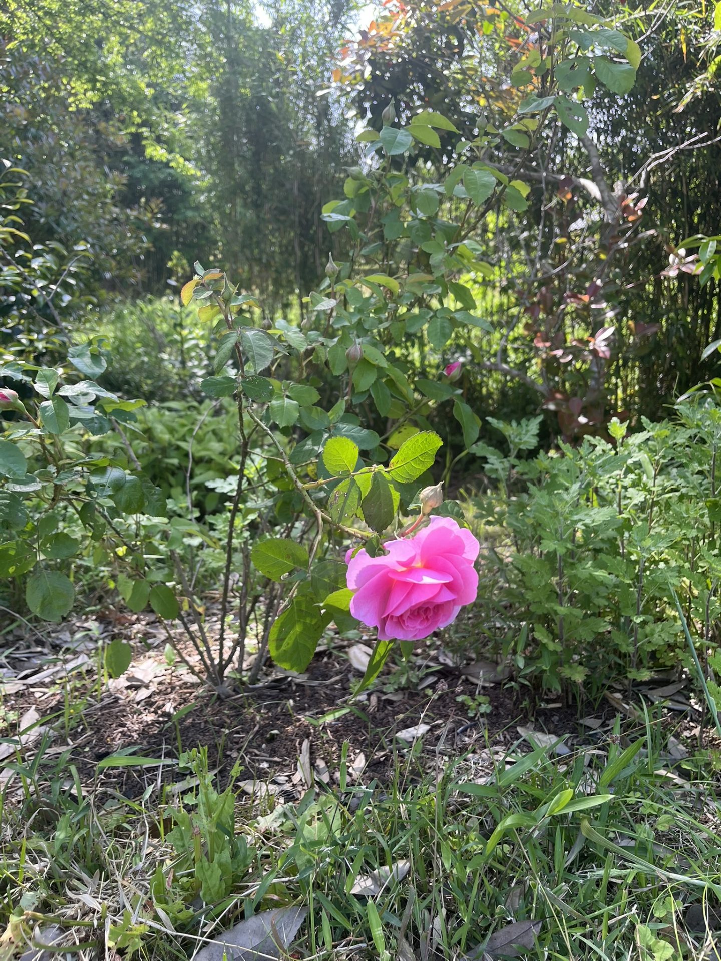 今年も薔薇が咲きました