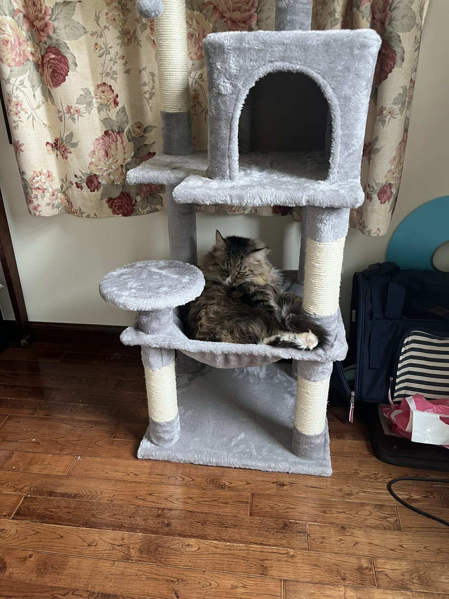 キャットタワーかってもらったにゃー