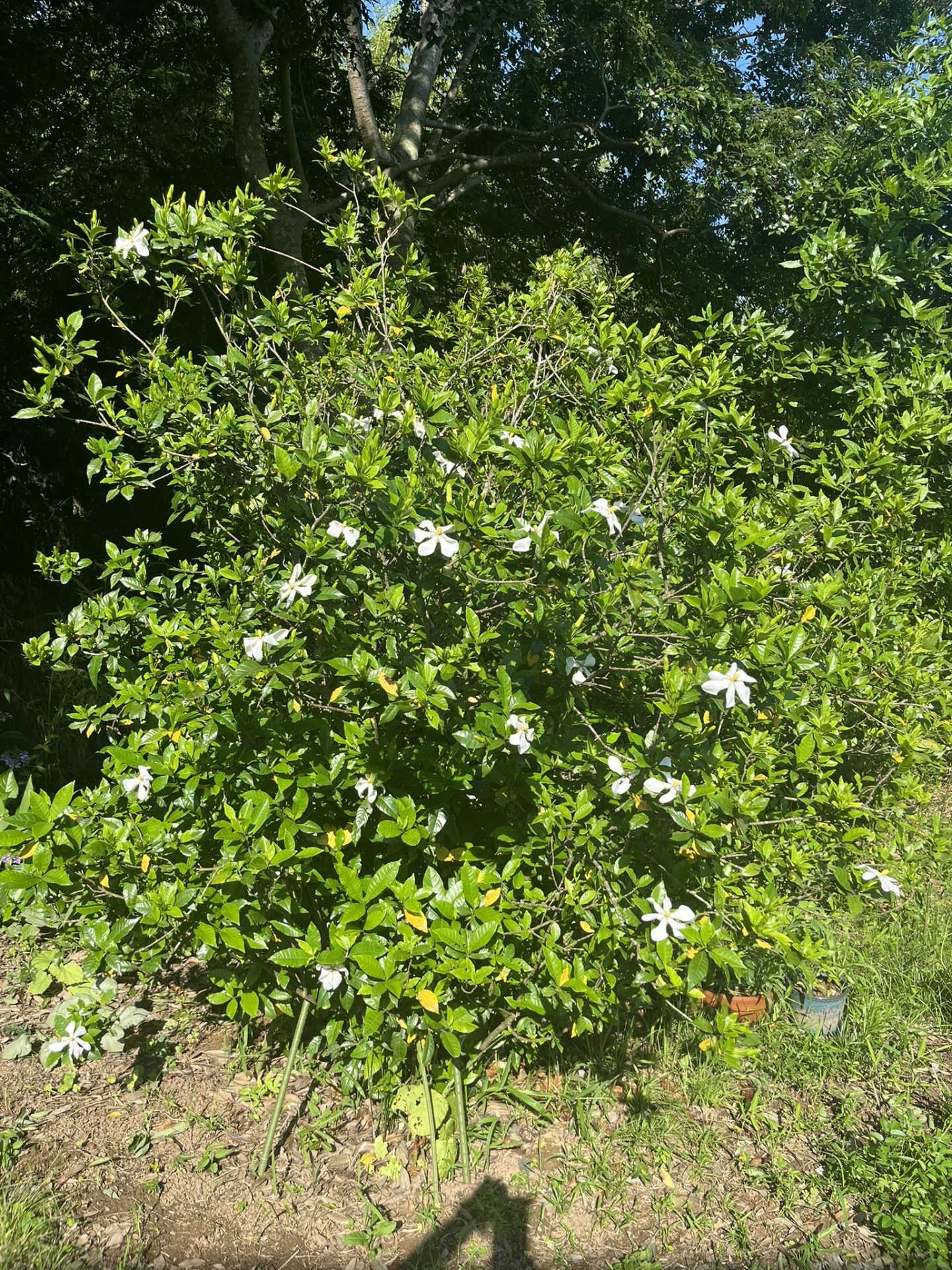 くちなしの花の。。