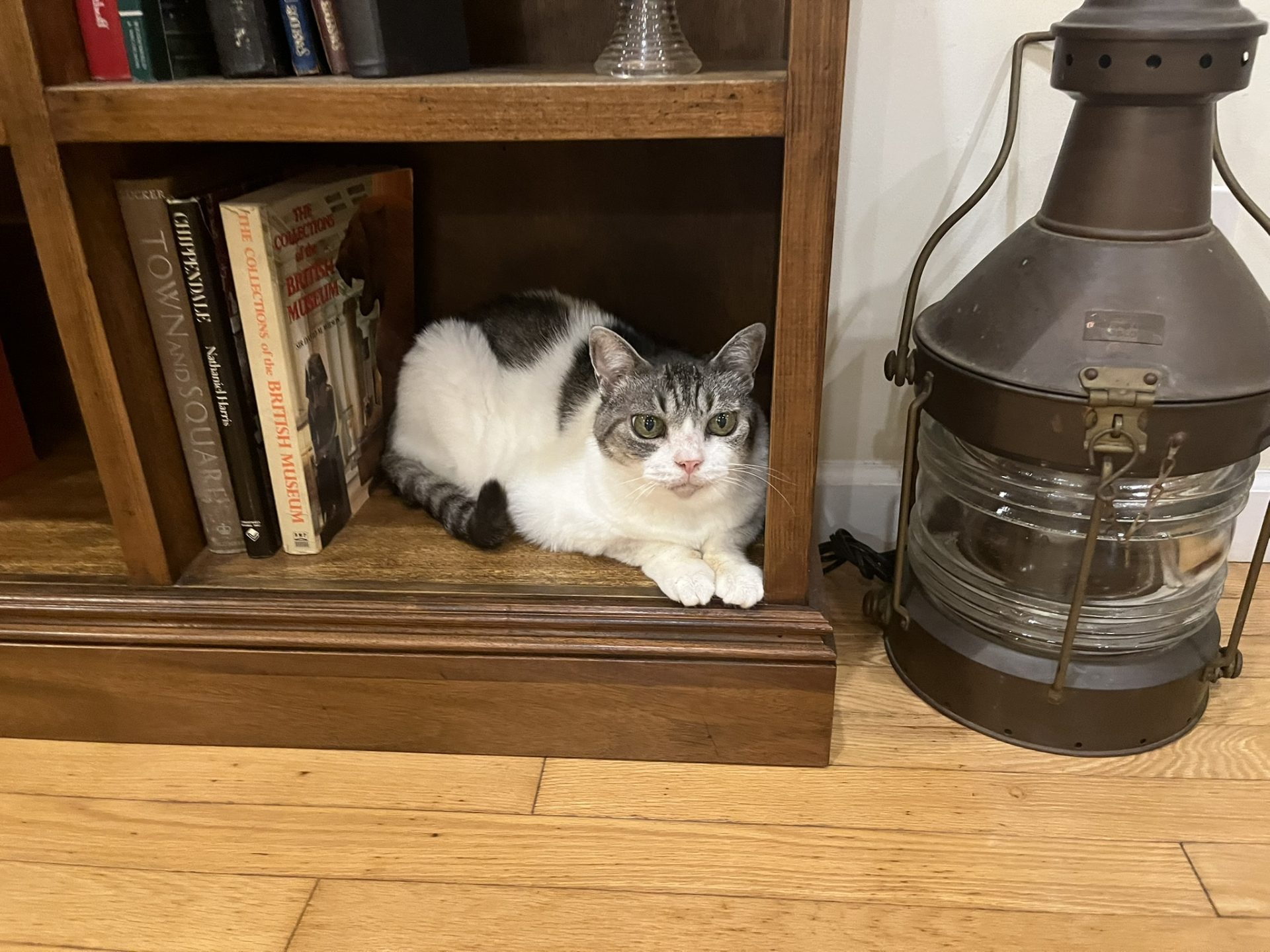 猫の置物？