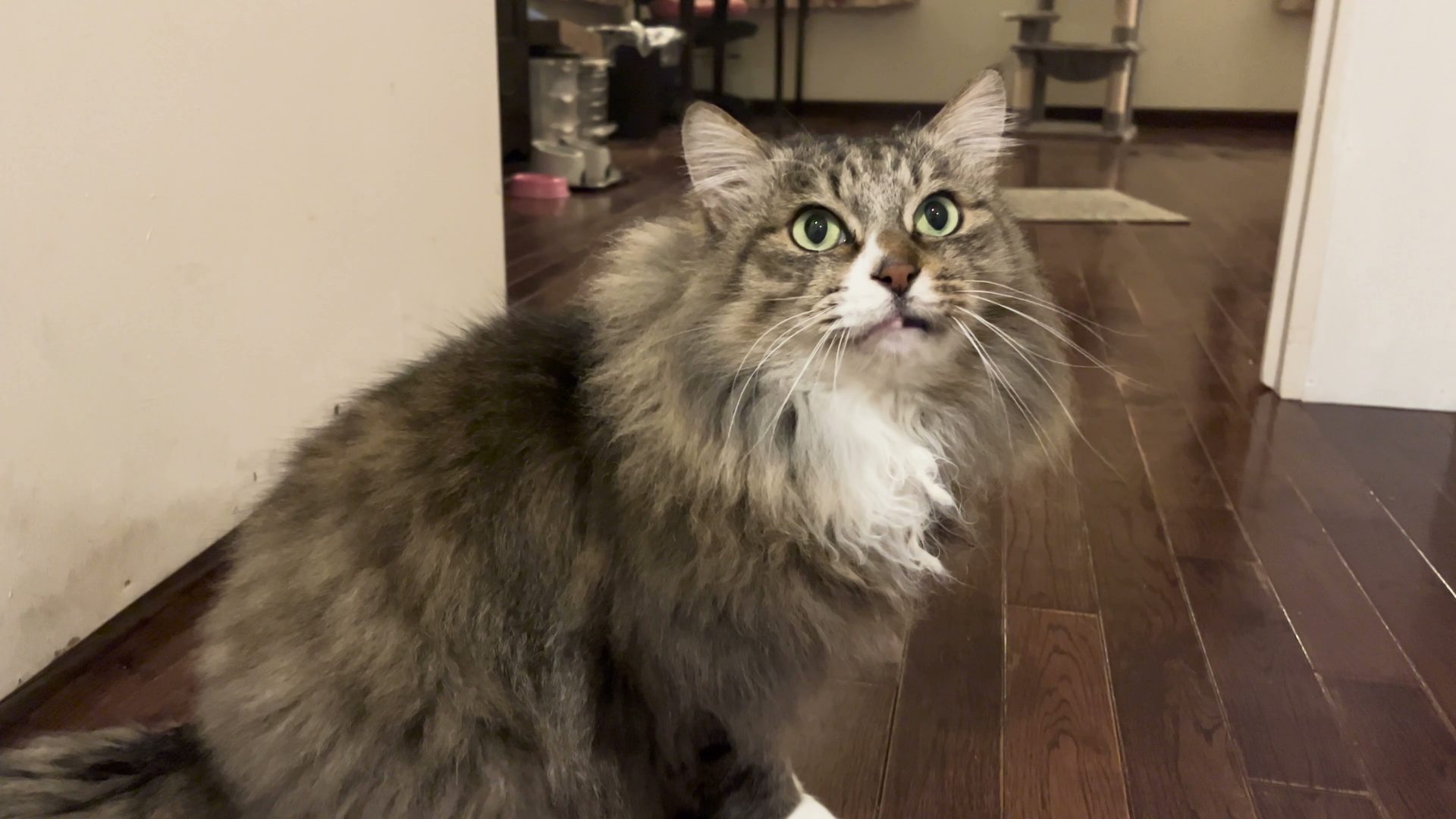 最近のモコちゃん