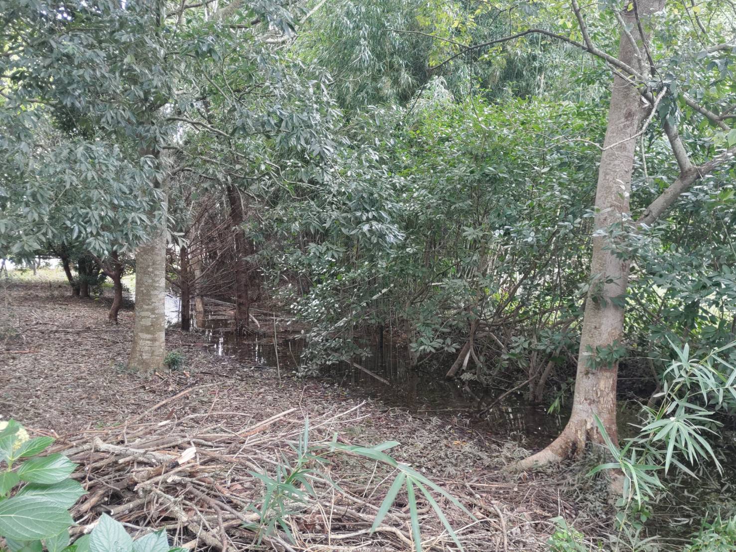 台風被害お見舞い申し上げます。